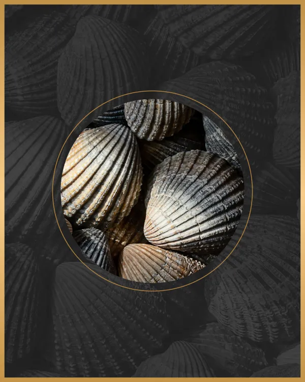 patterns_mobile_1